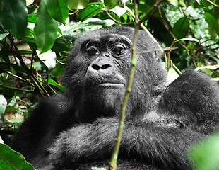 Image showing Gorilla in Africa