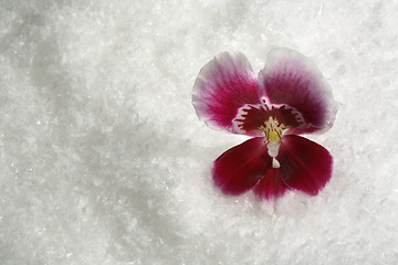 Image showing magenta orchid flower and snow