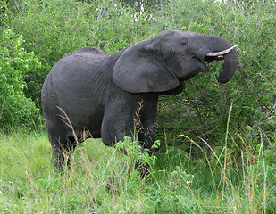 Image showing Elephant in green vegetation