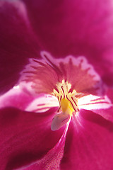 Image showing violet orchid