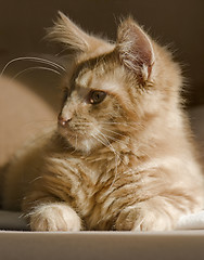 Image showing Maine Coon kitten