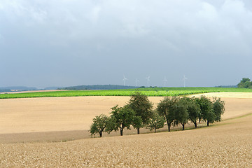 Image showing rural pictorial agriculture scenery at summer time