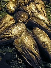 Image showing fishheads