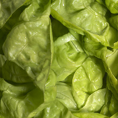 Image showing fresh green lettuce closeup