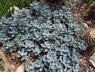 Image showing succulent plants and cacti