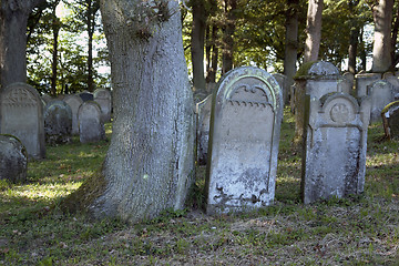 Image showing old gravestones near tree trunk