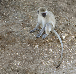 Image showing sitting Green Monkey