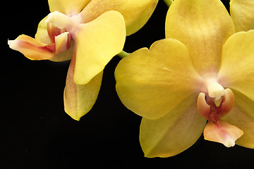 Image showing yellow orchid flowers