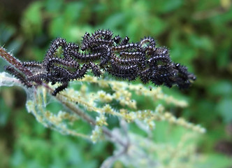 Image showing lots of dark caterpillars