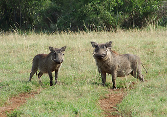 Image showing Warthogs in sunny ambiance