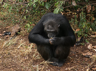 Image showing chimpanzee sitting on the ground