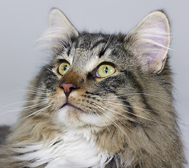 Image showing Norwegian Forest Cat portrait