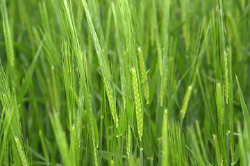 Image showing fresh green grain