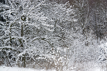 Image showing snowy forest detail