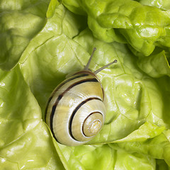 Image showing Grove snail upon green lettuce