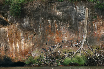 Image showing Lake Victoria near Entebbe