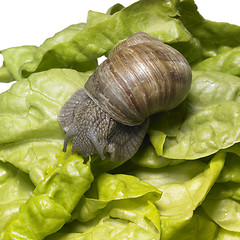 Image showing Grapevine snail at feed