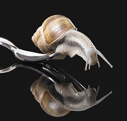 Image showing Grapevine snail on fork