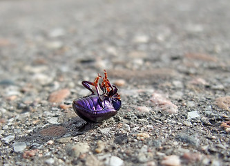 Image showing dead bug supine on pavement