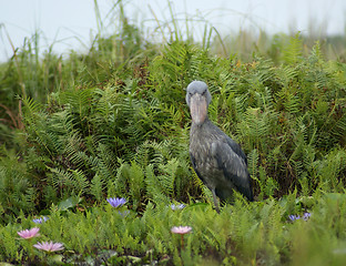 Image showing Shoebill in green vegetation