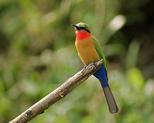 Image showing colorful Bee-eater on a twig in green vegetation