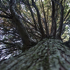 Image showing low angle tree detail