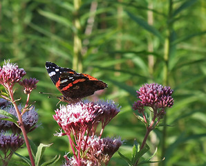 Image showing Red Admiral on flower at summer time