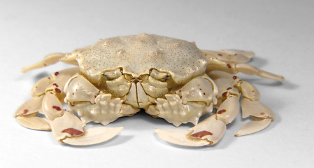 Image showing frontal shot of a moon crab