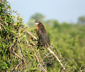 Image showing Tiputip in Africa