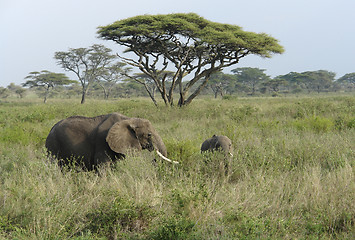 Image showing savannah scenery with two Elephants in high grass