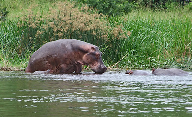 Image showing some Hippos waterside  in Africa