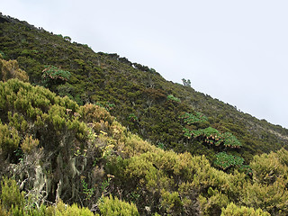 Image showing vegetation in the Virunga Mountains