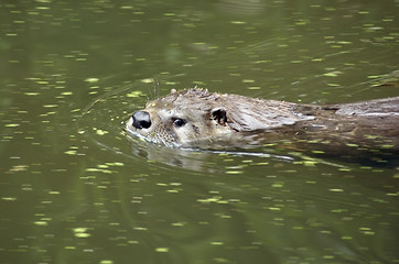 Image showing swimming Otter portrait