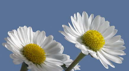 Image showing daisy closeup in blue back