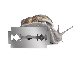 Image showing Grapevine snail and razor blade