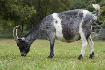 Image showing goat