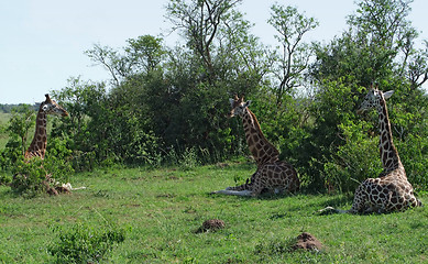 Image showing resting Giraffes in Uganda