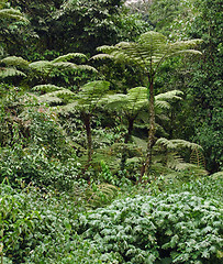 Image showing rain forest vegetation in Africa