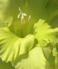 Image showing green gladiolus flower closeup