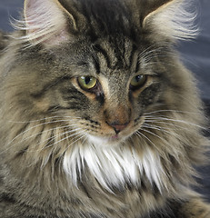 Image showing Norwegian Forest Cat portrait