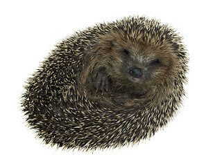 Image showing rolled-up hedgehog in white back