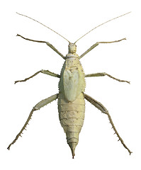 Image showing exotic female grasshopper