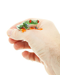 Image showing Pet Tree Frog