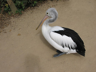 Image showing Pelican