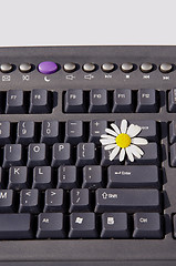 Image showing Marguerite on the keyboard.