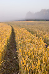 Image showing Tractor wheel mark on the field.