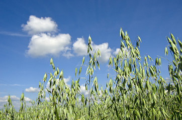 Image showing Field of oats.