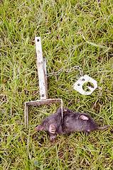 Image showing Mole caught with traps.