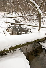 Image showing Winter stream forest fallen trees coast cover snow 