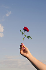 Image showing Tiny rose ring.